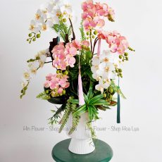 Bình Lan Tiểu Hồ Điệp Hồng