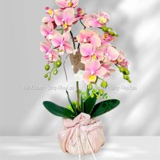 Chậu Hoa Lan Nhỏ Để Bàn
