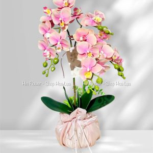 Chậu Hoa Lan Nhỏ Để Bàn