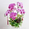 Chậu Lan Hồ Điệp Hồng Tím