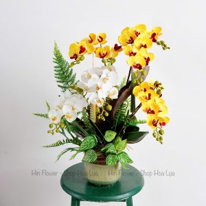 Chậu Lan Hồ Điệp Vàng Trắng