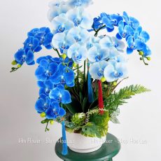 Chậu Lan Hồ Điệp Xanh Dương
