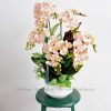 Chậu Lan Lũa Tiểu Hồ Điệp