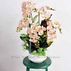 Chậu Lan Lũa Tiểu Hồ Điệp