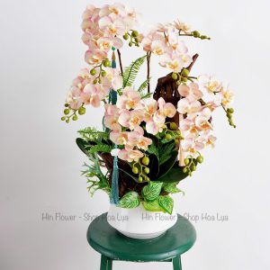 Chậu Lan Lũa Tiểu Hồ Điệp