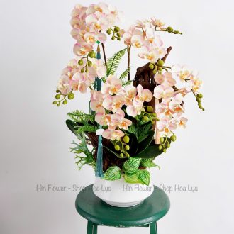 Chậu Lan Lũa Tiểu Hồ Điệp